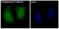 Anti-Synaptophysin SYP Rabbit Monoclonal Antibody