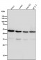 Anti-Tubulin gamma Rabbit Monoclonal Antibody