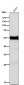 Anti-Cytokeratin 6 Rabbit Monoclonal Antibody