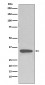 Anti-pro Caspase 3 CASP3 Rabbit Monoclonal Antibody