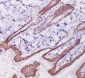 Anti-Cytokeratin 1 Rabbit Monoclonal Antibody