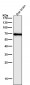 Anti-Cytokeratin 1 Rabbit Monoclonal Antibody