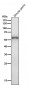 Anti-Cytokeratin 4 KRT4 Rabbit Monoclonal Antibody