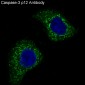 Anti-Caspase-3 p12 CASP3 Rabbit Monoclonal Antibody