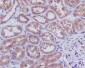 Anti-Caspase-3 p12 CASP3 Rabbit Monoclonal Antibody