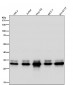 Anti-Caspase-3 p12 CASP3 Rabbit Monoclonal Antibody