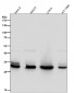Anti-Caspase-3 p12 CASP3 Rabbit Monoclonal Antibody