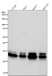 Anti-Caspase-3 p12 CASP3 Rabbit Monoclonal Antibody