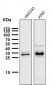 Anti-Caspase-3 p12 CASP3 Rabbit Monoclonal Antibody