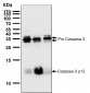 Anti-Caspase-3 p12 CASP3 Rabbit Monoclonal Antibody