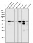 Anti-Cytokeratin 7 KRT7 Rabbit Monoclonal Antibody