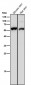 Anti-Cytokeratin 4 KRT4 Rabbit Monoclonal Antibody