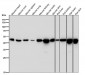 Anti-Tissue Factor Rabbit Monoclonal Antibody