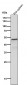 Anti-Tissue Factor Rabbit Monoclonal Antibody