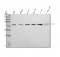 Anti-Apg10 (Atg10) Rabbit Monoclonal Antibody