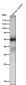 Anti-Apg12 (Atg12) Rabbit Monoclonal Antibody