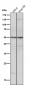 Anti-Apg12 (Atg12) Rabbit Monoclonal Antibody
