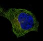 Anti-beta I Tubulin TUBB1 Rabbit Monoclonal Antibody