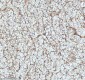 Anti-beta I Tubulin TUBB1 Rabbit Monoclonal Antibody