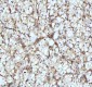 Anti-beta I Tubulin TUBB1 Rabbit Monoclonal Antibody