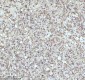 Anti-beta I Tubulin TUBB1 Rabbit Monoclonal Antibody