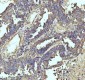 Anti-beta I Tubulin TUBB1 Rabbit Monoclonal Antibody