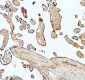 Anti-beta I Tubulin TUBB1 Rabbit Monoclonal Antibody