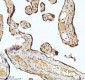 Anti-beta I Tubulin TUBB1 Rabbit Monoclonal Antibody