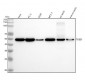 Anti-beta I Tubulin TUBB1 Rabbit Monoclonal Antibody