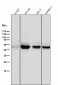 Anti-Cytokeratin 18 KRT18 Rabbit Monoclonal Antibody