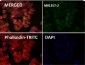 Anti-Cytokeratin 18 Krt18 Rabbit Monoclonal Antibody
