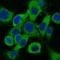 Anti-Cytokeratin 18 Krt18 Rabbit Monoclonal Antibody