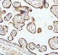 Anti-Cytokeratin 18 Krt18 Rabbit Monoclonal Antibody