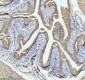 Anti-Cytokeratin 18 Krt18 Rabbit Monoclonal Antibody