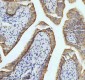 Anti-Cytokeratin 18 Krt18 Rabbit Monoclonal Antibody
