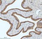 Anti-Cytokeratin 18 Krt18 Rabbit Monoclonal Antibody