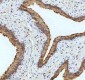 Anti-Cytokeratin 18 Krt18 Rabbit Monoclonal Antibody