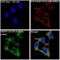 Anti-CRISPR-Cas9 SP Rabbit Monoclonal Antibody