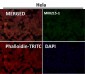 Anti-Alpha Synuclein SNCA Rabbit Monoclonal Antibody