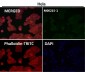 Anti-Alpha Synuclein SNCA Rabbit Monoclonal Antibody