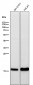 Anti-Alpha Synuclein SNCA Rabbit Monoclonal Antibody