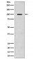 Anti-Amyloid beta A4 APP Rabbit Monoclonal Antibody