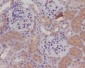 Anti-nNOS (neuronal) NOS1 Rabbit Monoclonal Antibody
