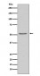 Anti-Angiotensinogen AGT Rabbit Monoclonal Antibody