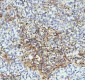 Anti-beta III Tubulin TUBB3 Rabbit Monoclonal Antibody