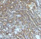 Anti-beta III Tubulin TUBB3 Rabbit Monoclonal Antibody