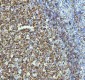 Anti-beta III Tubulin TUBB3 Rabbit Monoclonal Antibody