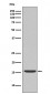 Anti-active Caspase-3 CASP3 Rabbit Monoclonal Antibody