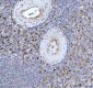 Anti-Heme Oxygenase 1 HMOX1 Rabbit Monoclonal Antibody