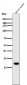 Anti-Heme Oxygenase 1 HMOX1 Rabbit Monoclonal Antibody